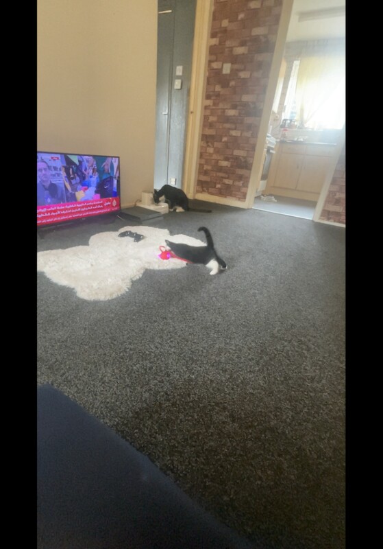 Tuxedo kittens + full black runt READY NOW - Image 3 of 6