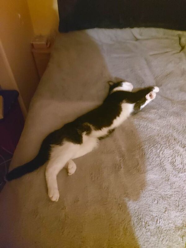 British Shorthair kittens for sale in Bromyard, Herefordshire – 1 year old