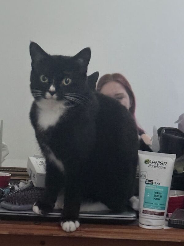 Two 1year old cats - Image 2 of 5