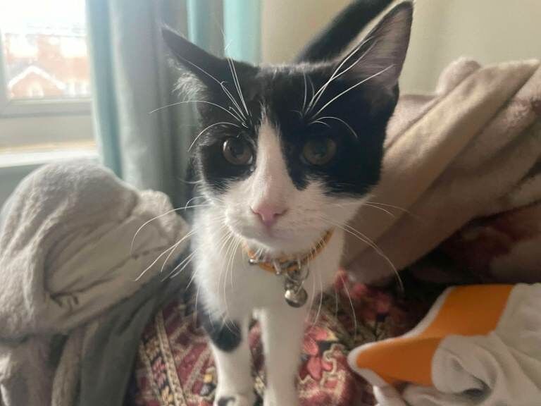 Two 6 month old Kittens for sale - Image 2 of 3