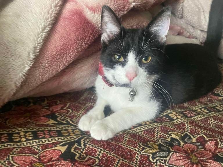 Two 6 month old Kittens for sale - Image 3 of 3