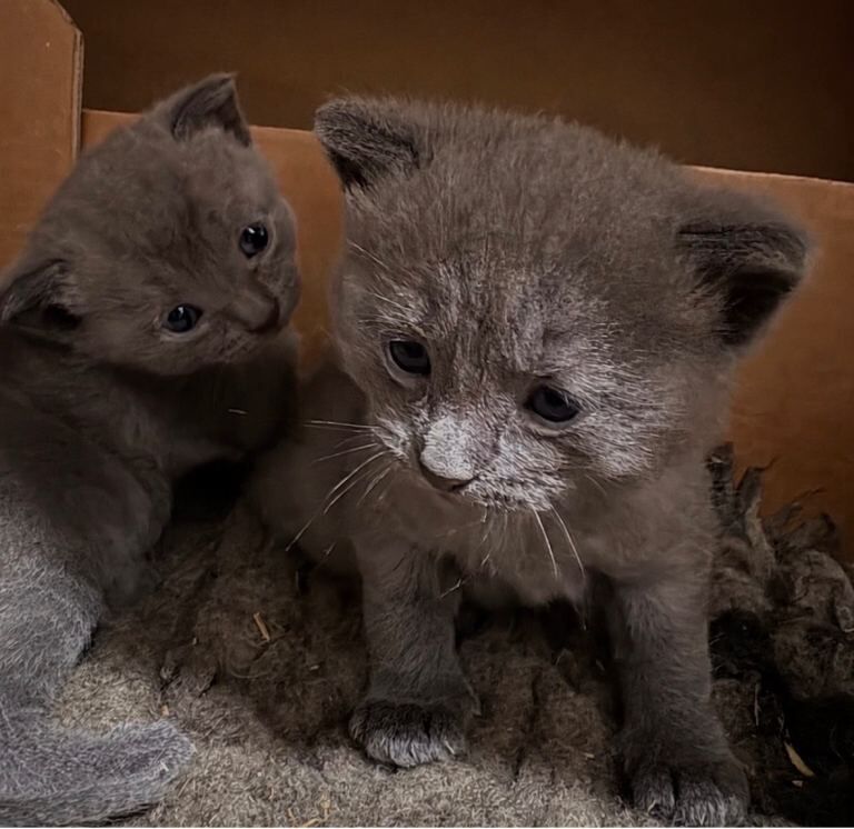 Two adorable grey kittens looking for a new home as i have to many