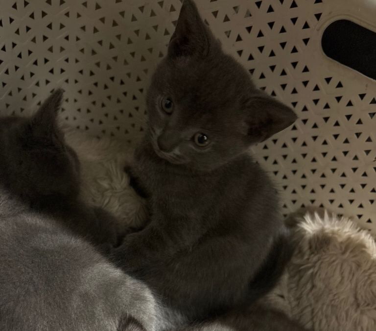 Two adorable grey kittens looking for a new home as i have to many - Image 2 of 2