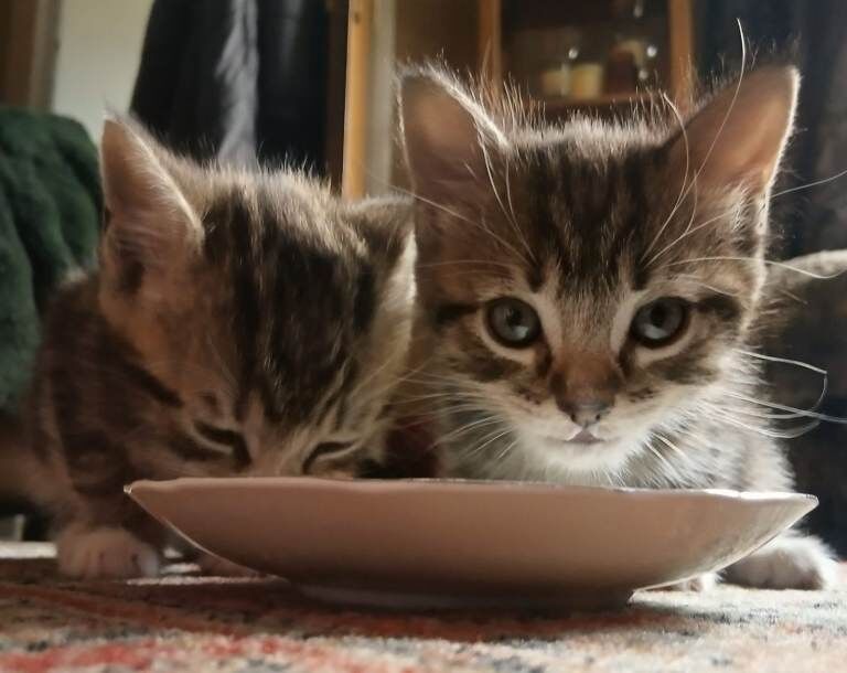 Two Adorable Kittens Looking for Homes