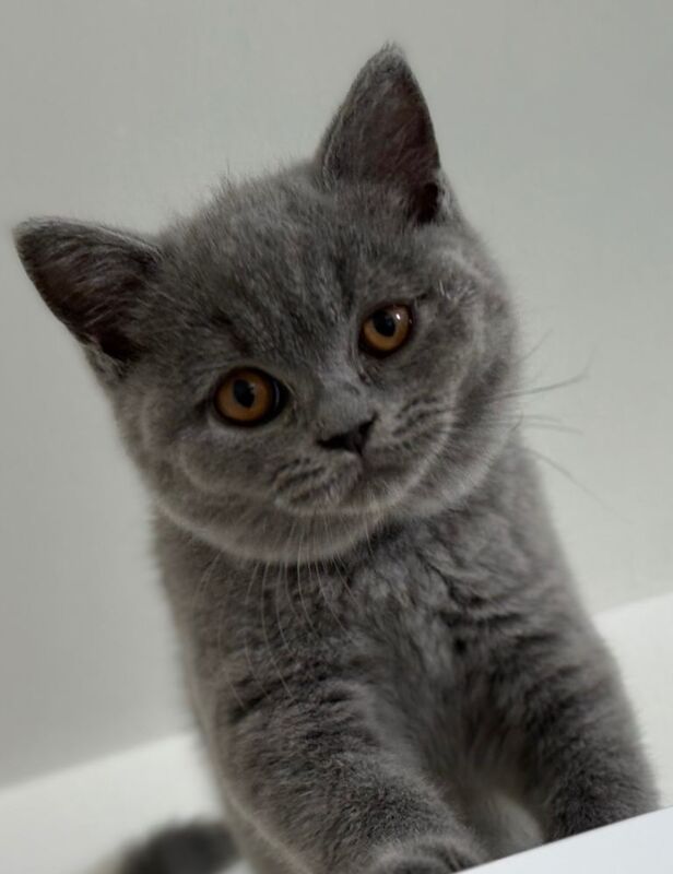 Two beautiful purebred British Shorthair girls are looking for their forever homes!