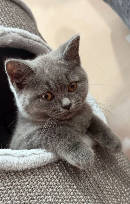 Two beautiful purebred British Shorthair girls are looking for their forever homes! - Image 2 of 3