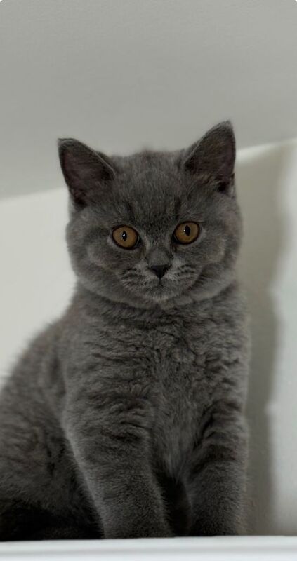 Two beautiful purebred British Shorthair girls are looking for their forever homes! - Image 3 of 3