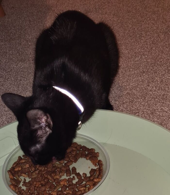 British Shorthair kittens for sale in Ipswich, Suffolk – 4 months old