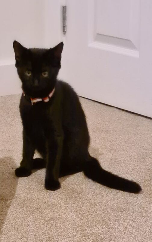 British Shorthair kittens for sale in Ipswich, Suffolk – 4 months old - Image 2 of 3