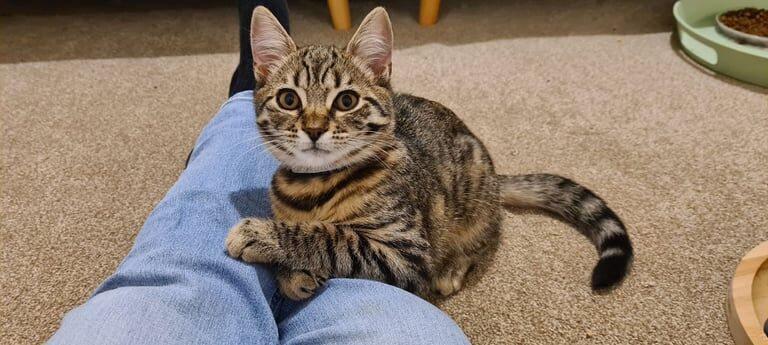 British Shorthair kittens for sale in Ipswich, Suffolk – 4 months old - Image 3 of 3