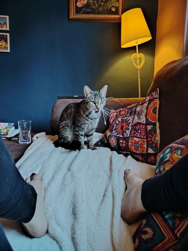 British Shorthair kittens for sale in Orpington, Greater London – 2 years old