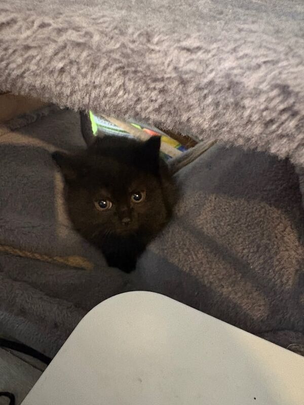 British Shorthair kittens for sale in Crystal Palace, Greater London – 11 weeks old