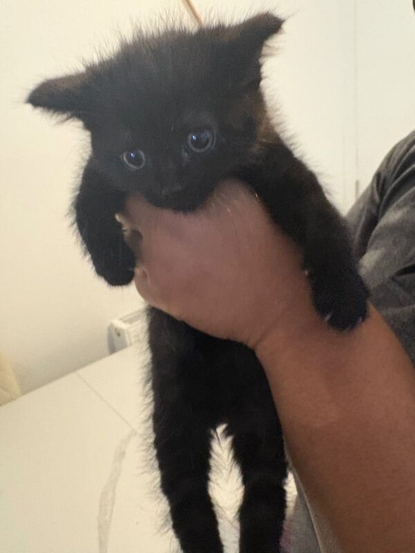 British Shorthair kittens for sale in Crystal Palace, Greater London – 11 weeks old - Image 2 of 3