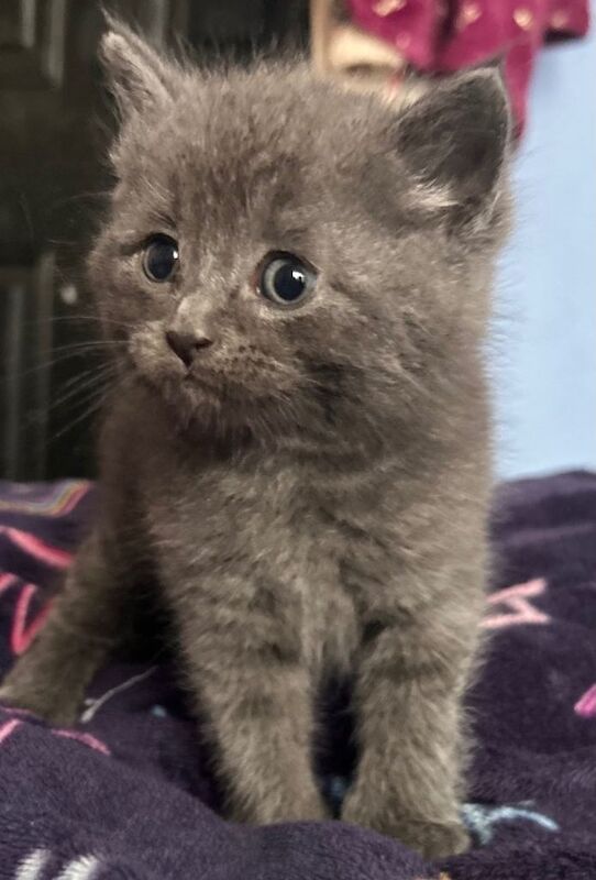 two british shorthair - Image 2 of 3