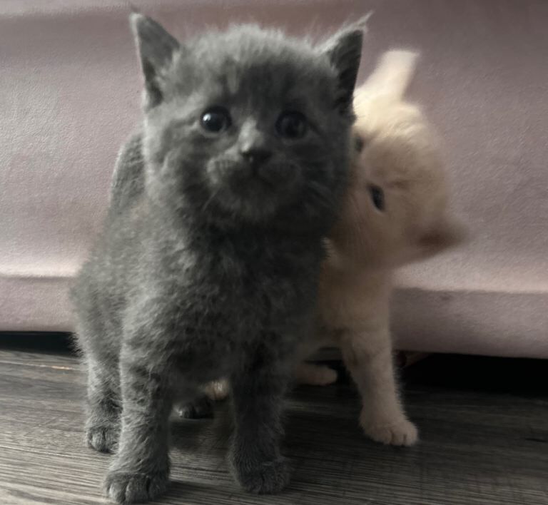 two british shorthair - Image 3 of 3