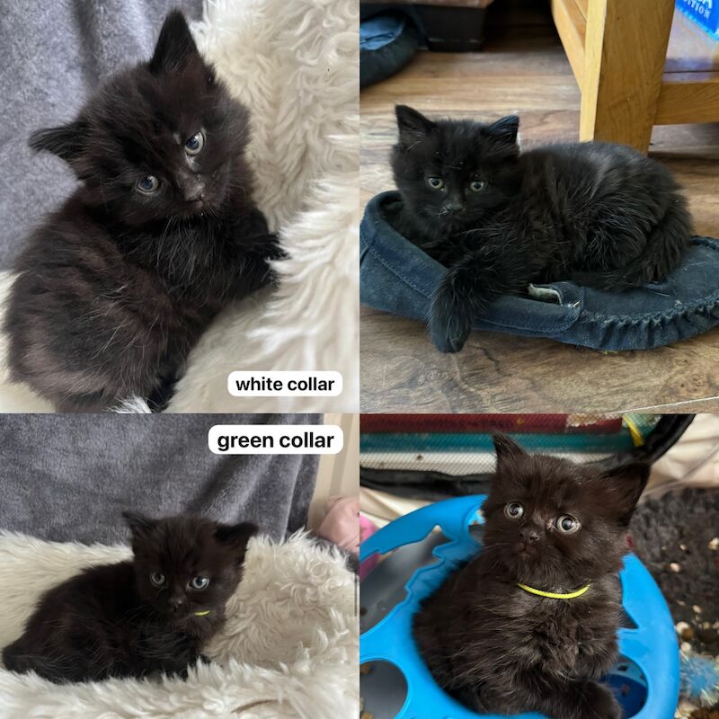 British Shorthair kittens for sale in Ws90au – 1 year old