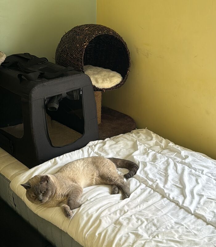 Two British shorthair X kittens ready now for sale in Ws90au | Image 2