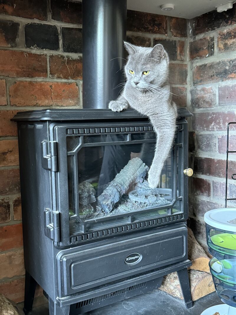 Two British shorthair X kittens ready now for sale in Ws90au | Image 3