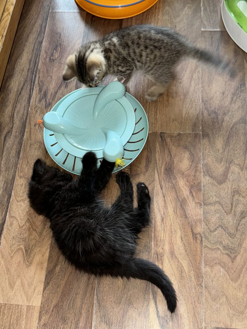 Two British shorthair X kittens ready now for sale in Ws90au | Image 4