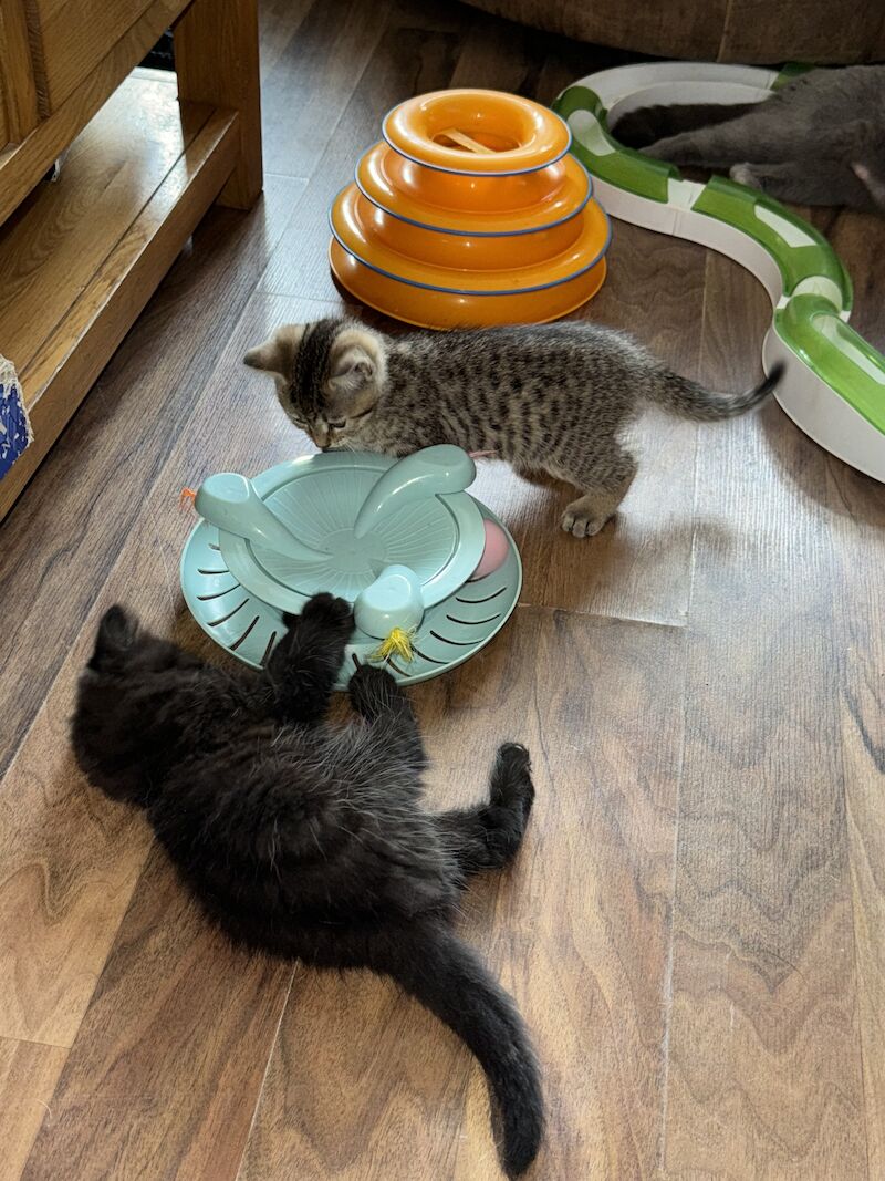 British Shorthair kittens for sale in Ws90au – 1 year old - Image 5 of 15