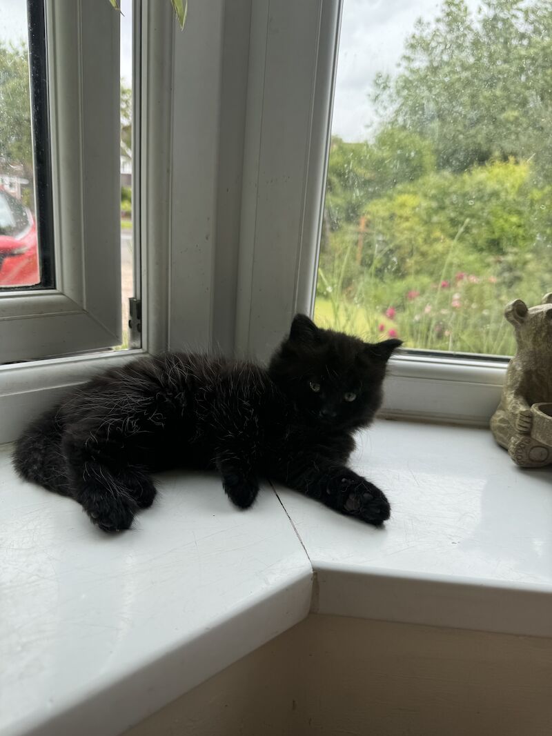 British Shorthair kittens for sale in Ws90au – 1 year old - Image 7 of 15