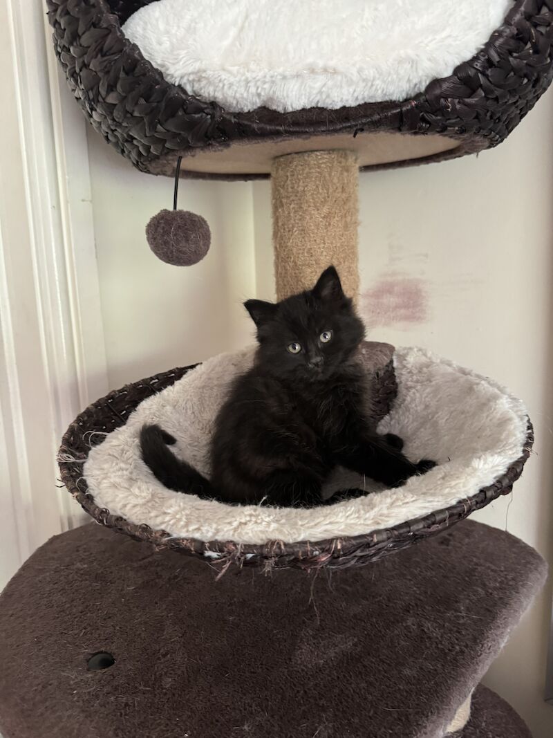 British Shorthair kittens for sale in Ws90au – 1 year old - Image 8 of 15