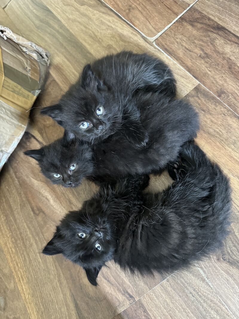 British Shorthair kittens for sale in Ws90au – 1 year old - Image 9 of 15