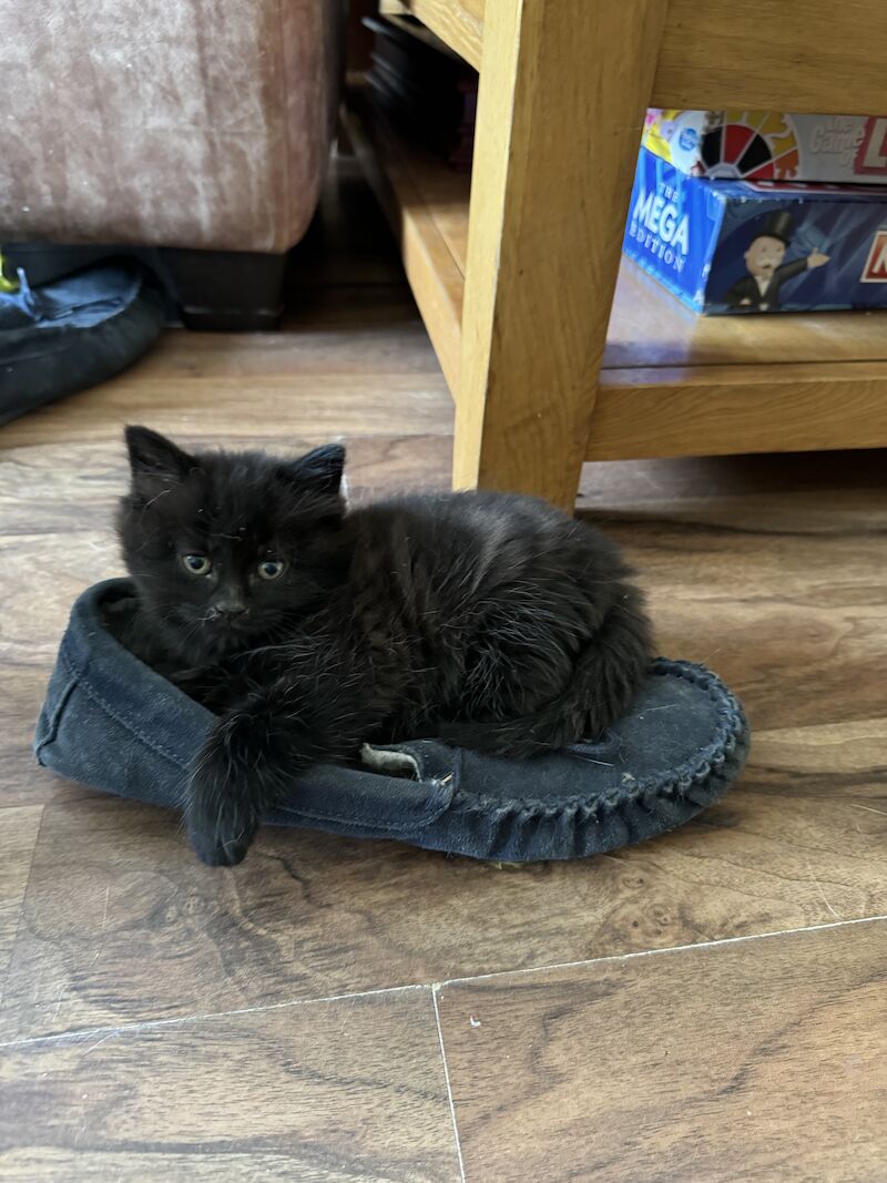 British Shorthair kittens for sale in Ws90au – 1 year old - Image 10 of 15