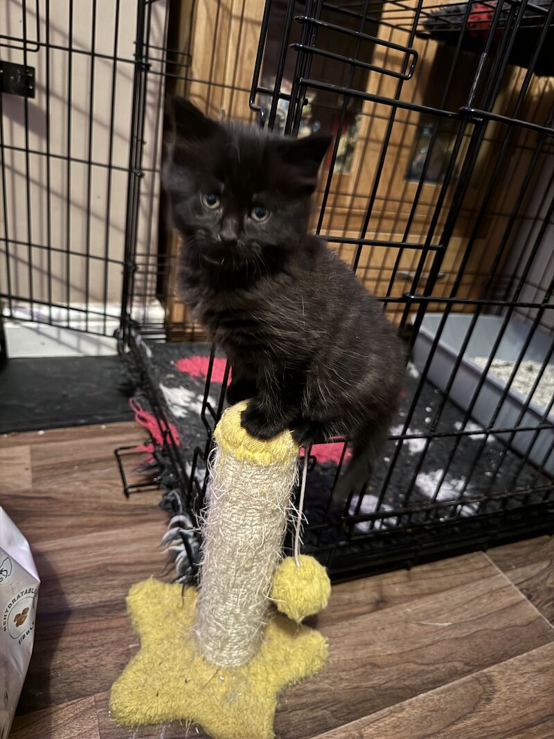 British Shorthair kittens for sale in Ws90au – 1 year old - Image 11 of 15