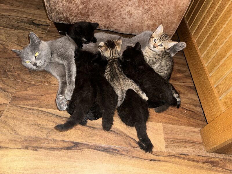 British Shorthair kittens for sale in Ws90au – 1 year old - Image 12 of 15