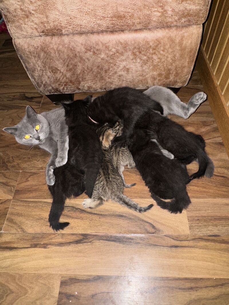 British Shorthair kittens for sale in Ws90au – 1 year old - Image 13 of 15
