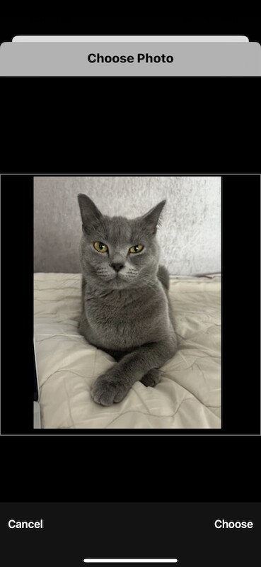 British Shorthair kittens for sale in Ws90au – 1 year old - Image 14 of 15