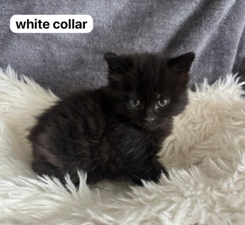 British Shorthair kittens for sale in Ws90au – 1 year old - Image 15 of 15