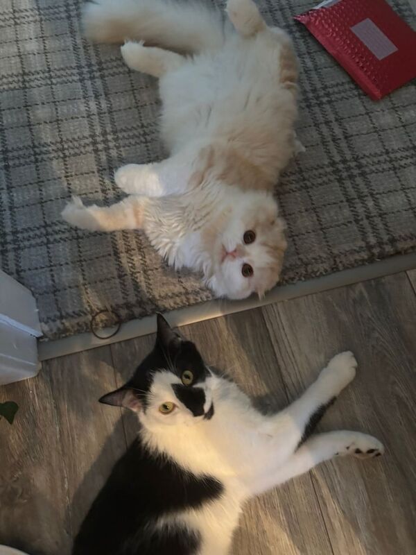 British Shorthair kittens for sale in Portlethen, Kincardineshire – 2 years old