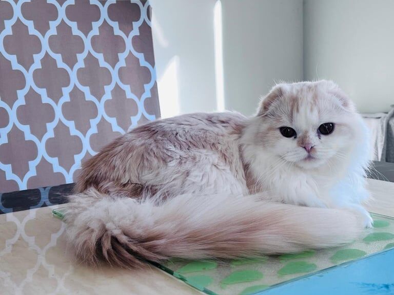 British Shorthair kittens for sale in Portlethen, Kincardineshire – 2 years old - Image 2 of 3
