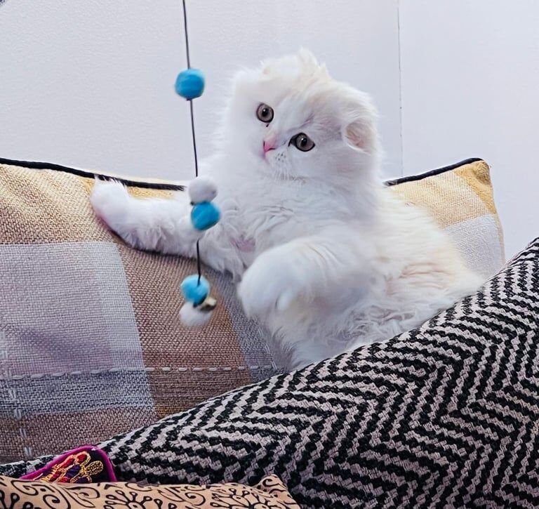 British Shorthair kittens for sale in Portlethen, Kincardineshire – 2 years old - Image 3 of 3