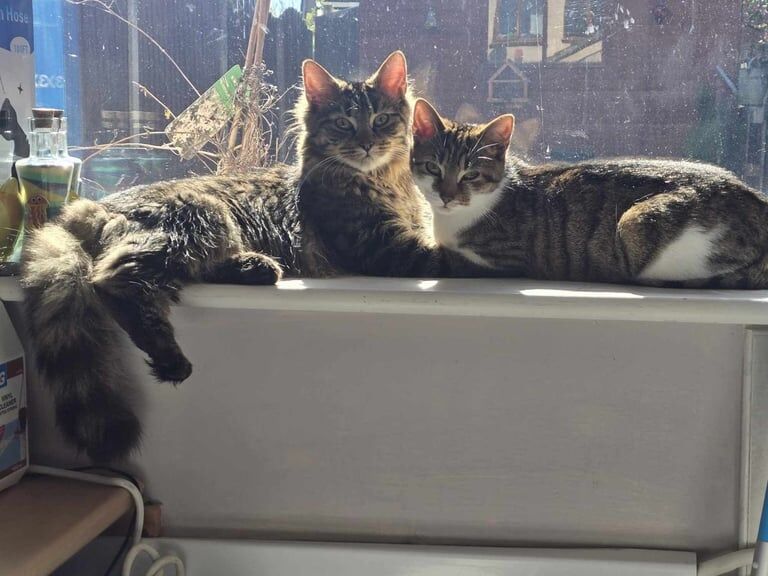Two cats (brother and sister) to be rehomed - MUST stay together and not separated for sale in Stoke-on-Trent, Staffordshire