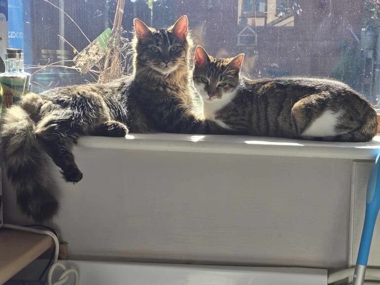 Two cats (brother and sister) to be rehomed - MUST stay together and not separated for sale in Stoke-on-Trent, Staffordshire - Image 2