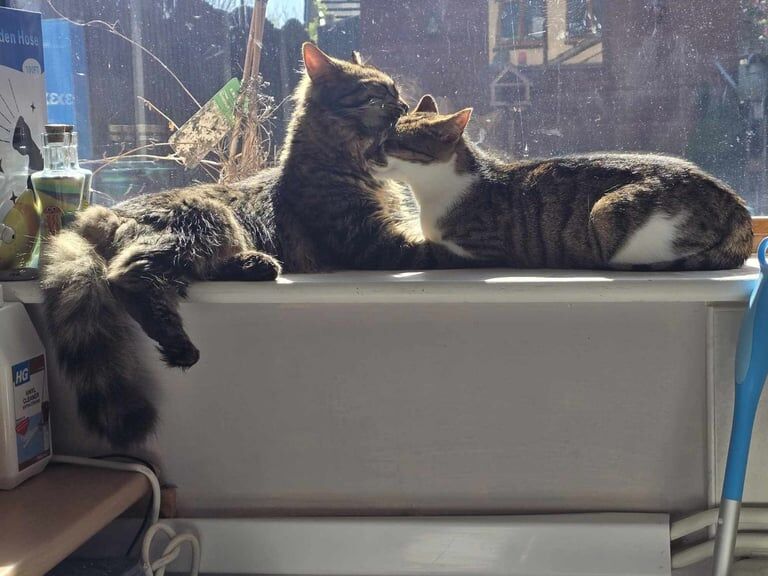 Two cats (brother and sister) to be rehomed - MUST stay together and not separated for sale in Stoke-on-Trent, Staffordshire - Image 3