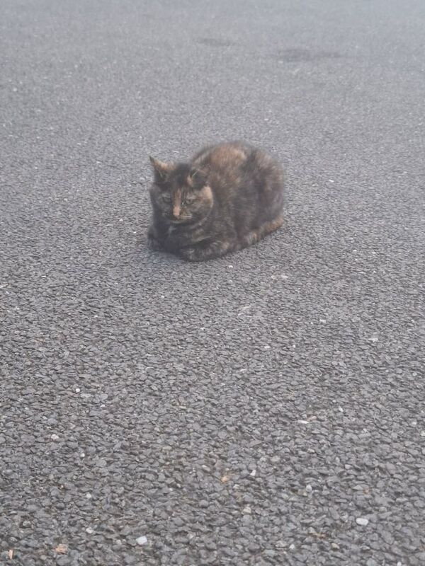 Two cats for sale in Omagh, County Tyrone