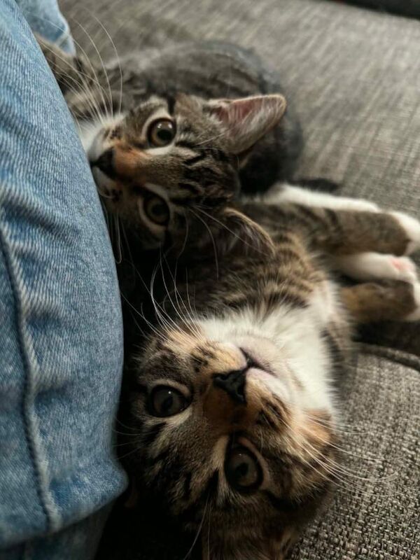 Two female grey tabby cats