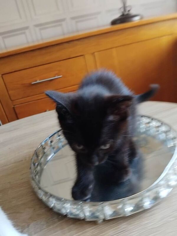 Two female kittens for sale - Image 2 of 2