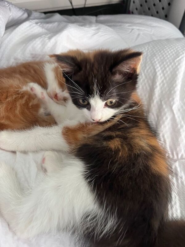 Two females and a male kitten available - Image 2 of 3