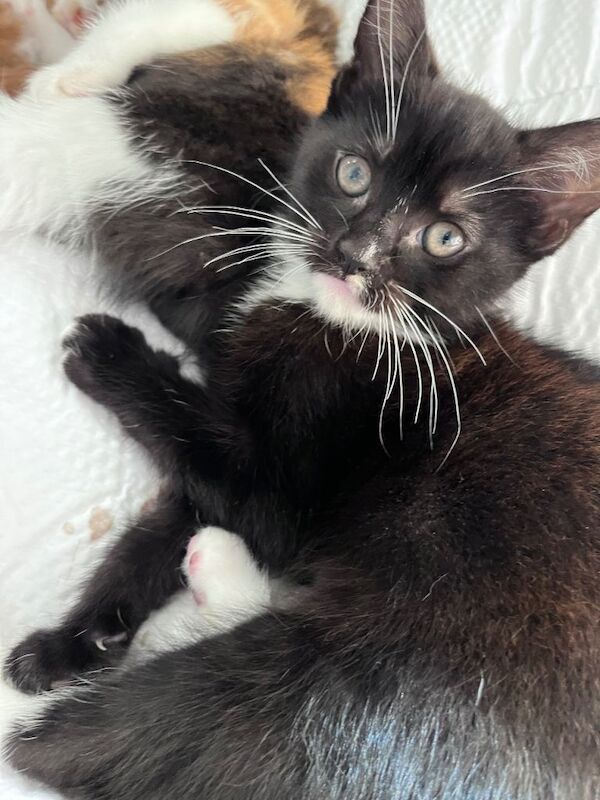 Two females and a male kitten available - Image 3 of 3