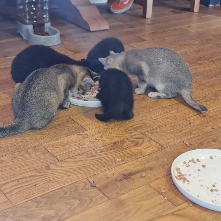 British Shorthair kittens for sale in Cumbernauld, Dunbartonshire – 3 months old