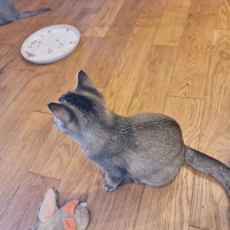 British Shorthair kittens for sale in Cumbernauld, Dunbartonshire – 3 months old - Image 3 of 3