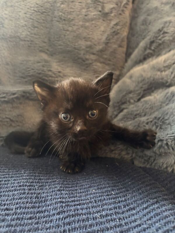 British Shorthair kittens for sale in Maidstone, Kent – 5 weeks old