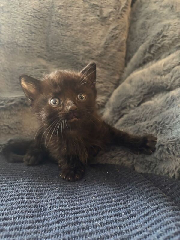 British Shorthair kittens for sale in Maidstone, Kent – 5 weeks old - Image 2 of 6