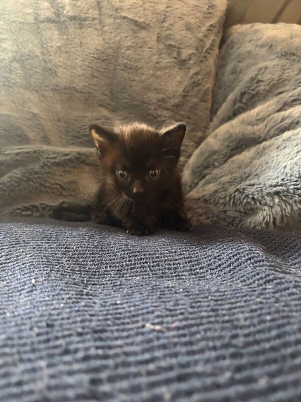 British Shorthair kittens for sale in Maidstone, Kent – 5 weeks old - Image 3 of 6