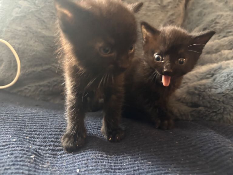 British Shorthair kittens for sale in Maidstone, Kent – 5 weeks old - Image 4 of 6
